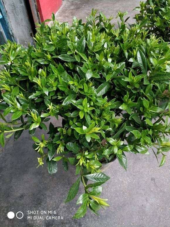 小叶栀子下山桩换盆需要注意什么 图片