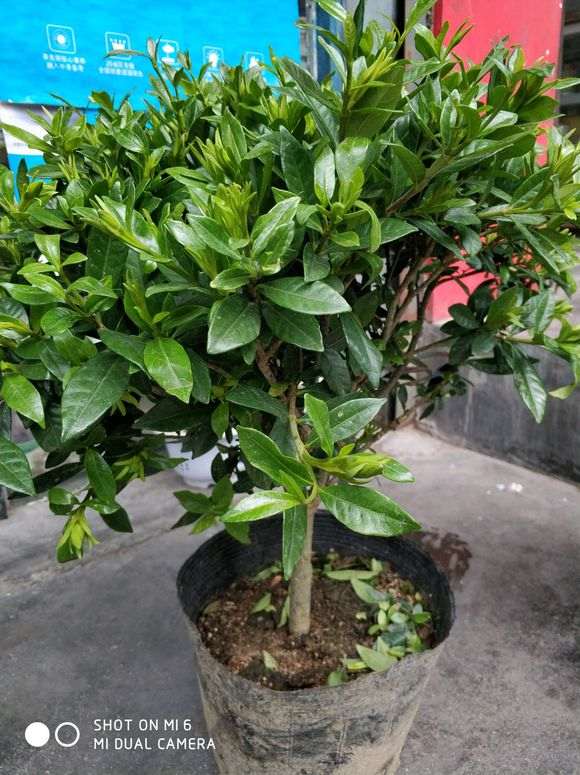 小叶栀子下山桩换盆需要注意什么 图片