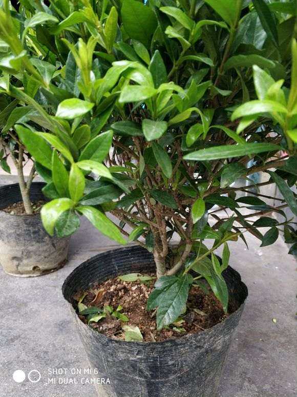 小叶栀子下山桩换盆需要注意什么 图片