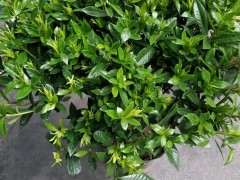 小叶栀子下山桩换盆需要注意什么 图片