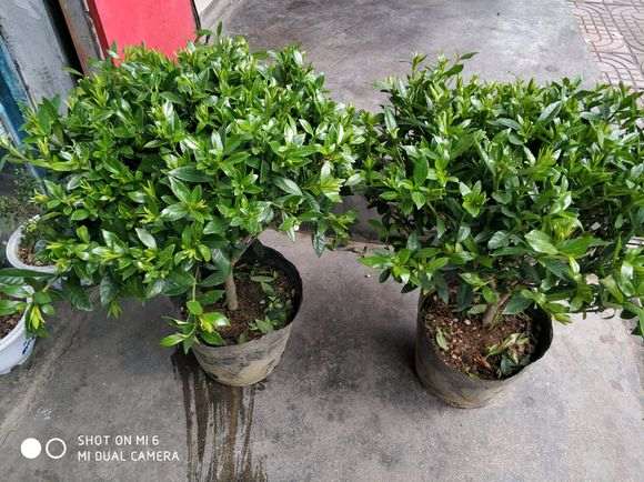 小叶栀子花下山桩开花后怎么换盆