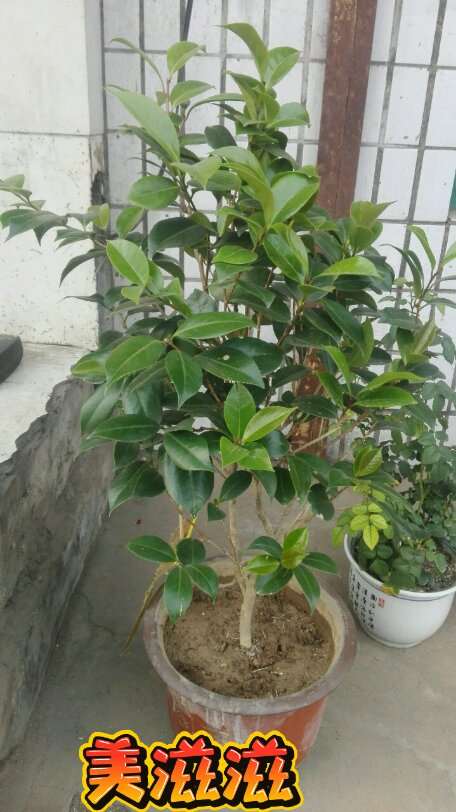 小叶栀子花下山桩开花后怎么换盆