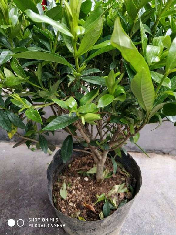 小叶栀子花下山桩开花后怎么换盆
