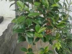 小叶栀子花下山桩开花后怎么换盆