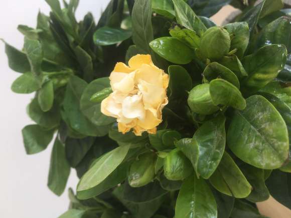 栀子花下山桩花洗根换盆的方法 图片