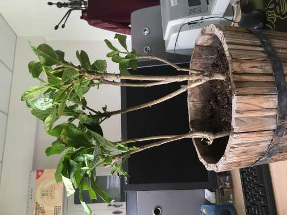 栀子花下山桩花洗根换盆的方法 图片