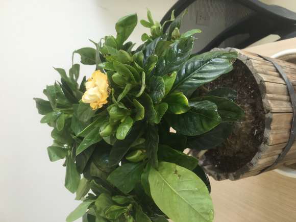 栀子花下山桩花洗根换盆的方法 图片