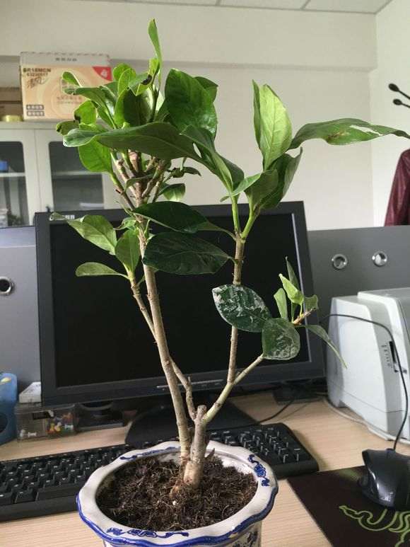 栀子花下山桩栽好后 怎么浇透水 图片