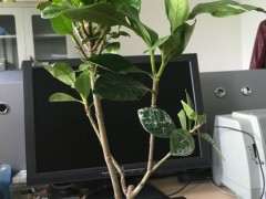 栀子花下山桩栽好后 怎么浇透水 图片