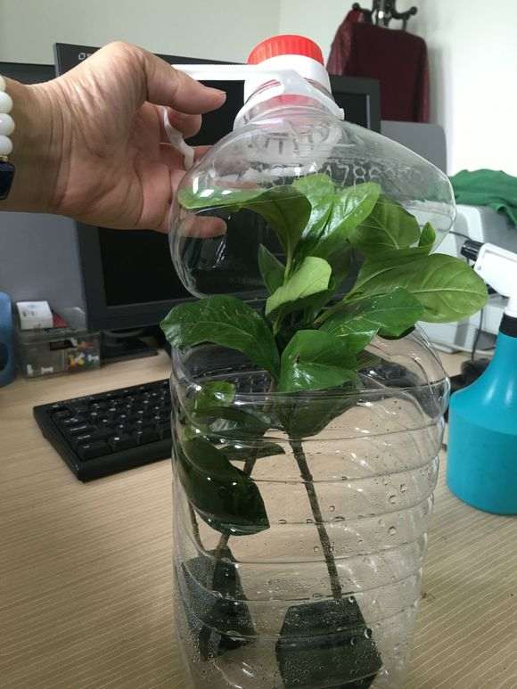 栀子花下山桩怎么扦插的方法 图片