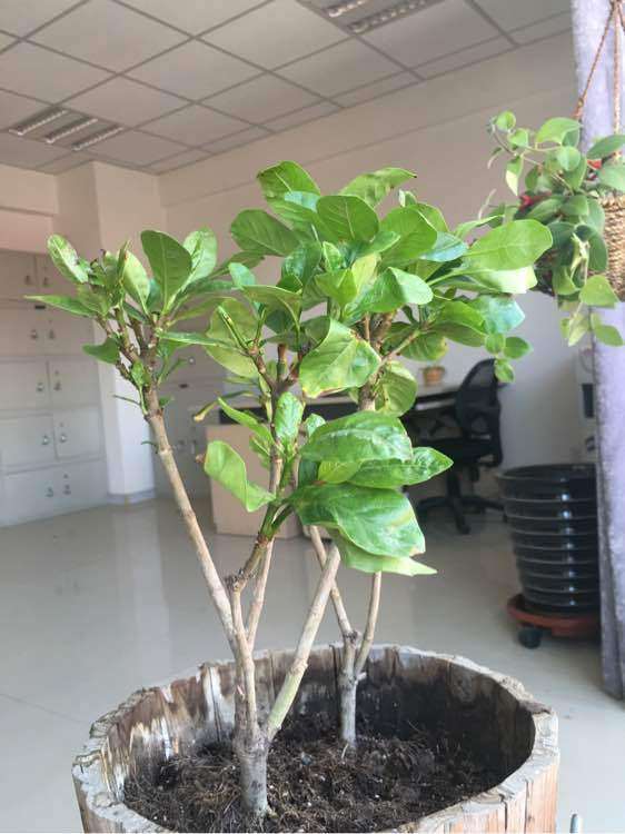 栀子花下山桩怎么扦插的方法 图片