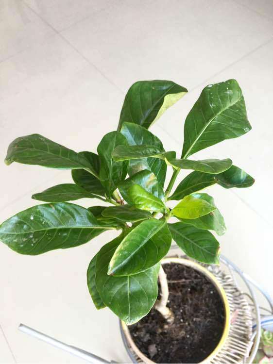 栀子花下山桩怎么扦插的方法 图片