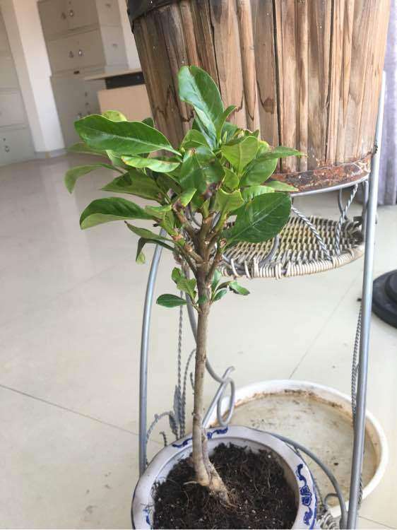 栀子花下山桩怎么扦插的方法 图片