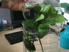 栀子花下山桩怎么扦插的方法 图片