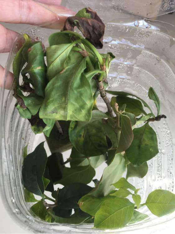 栀子下山桩洗根是把泥巴全部洗掉吗