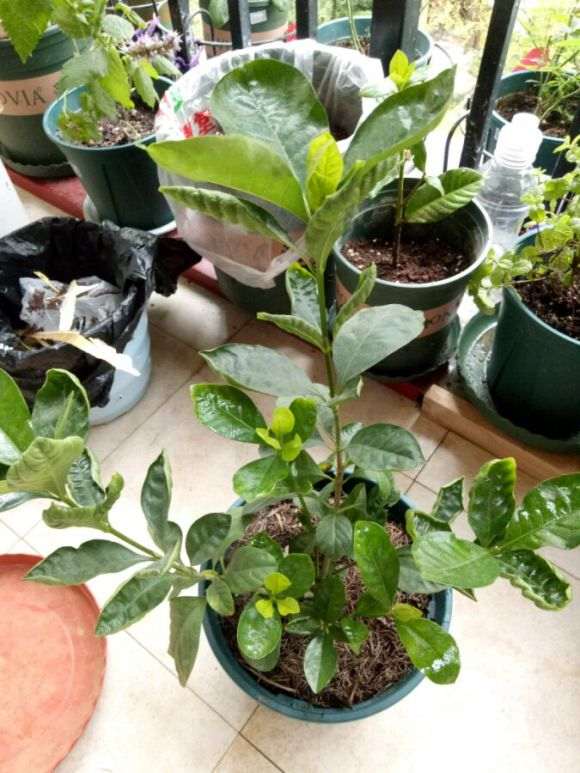 松针怎么养栀子花下山桩的方法 图片