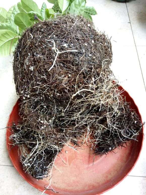 松针怎么养栀子花下山桩的方法 图片