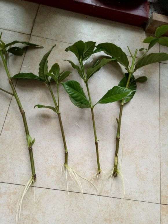 松针怎么养栀子花下山桩的方法 图片