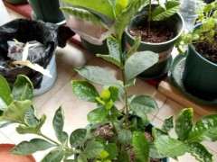 松针怎么养栀子花下山桩的方法 图片