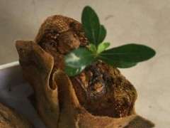 小叶栀子下山桩嫁接了 就疯长了 怎么办