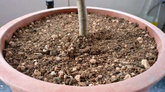 小叶栀子花下山桩怎么配土上盆 图片