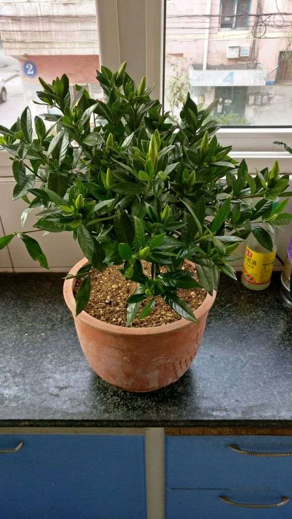 小叶栀子花下山桩怎么配土上盆 图片