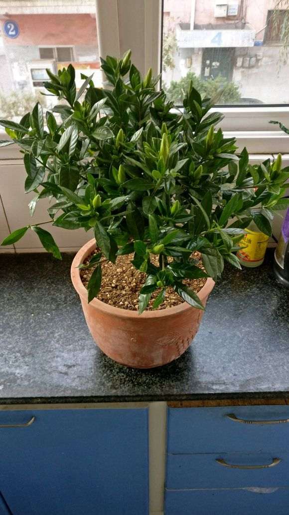 小叶栀子花下山桩怎么配土上盆 图片