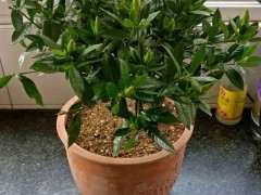 小叶栀子花下山桩怎么配土上盆 图片