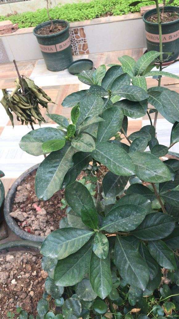 杜丹栀子花下山桩叶子厚一点吗 图片