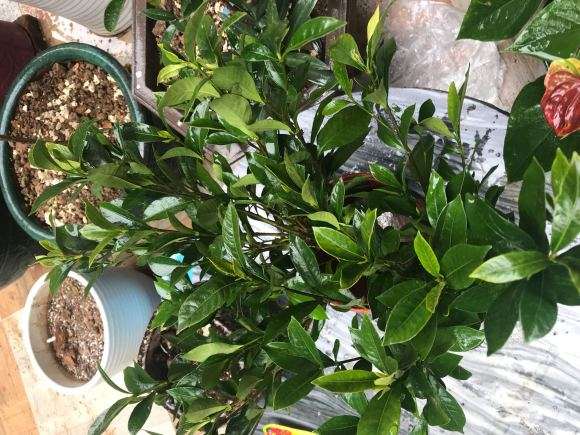 杜丹栀子花下山桩叶子厚一点吗 图片