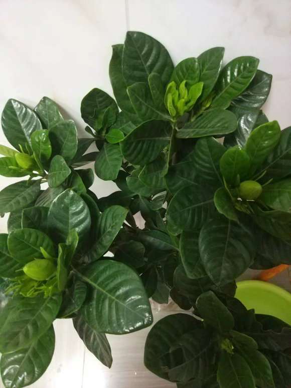 杜丹栀子花下山桩叶子厚一点吗 图片