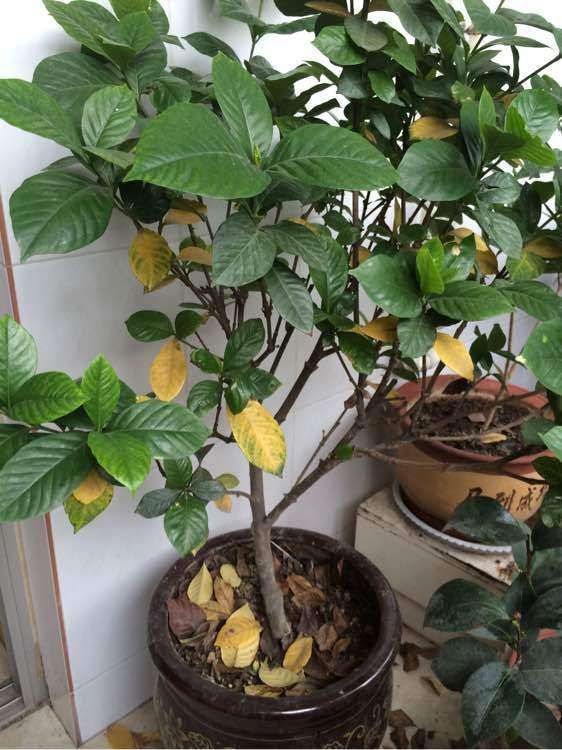 栀子花下山桩在秋冬落叶吗 怎么办 图片