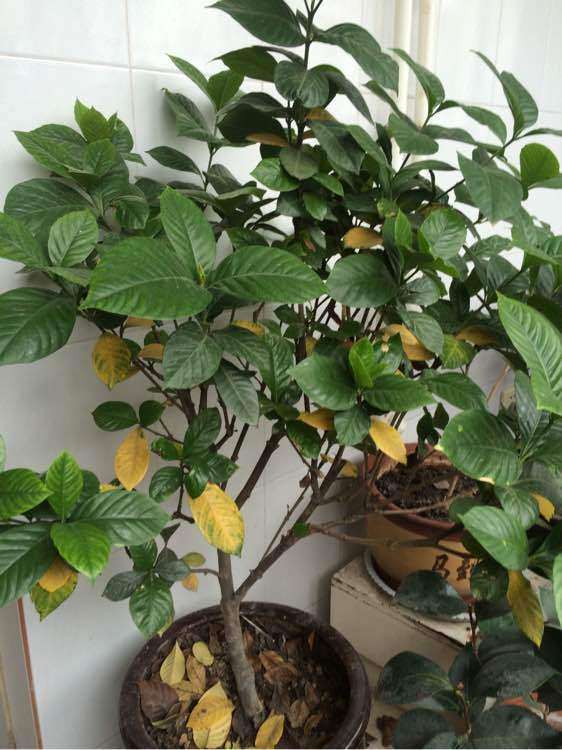 栀子花下山桩在秋冬落叶吗 怎么办 图片