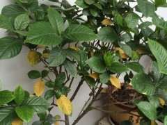 栀子花下山桩在秋冬落叶吗 怎么办 图片