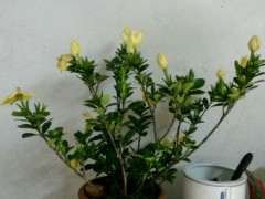 你也有黄花栀子花下山桩 可以吗 图片