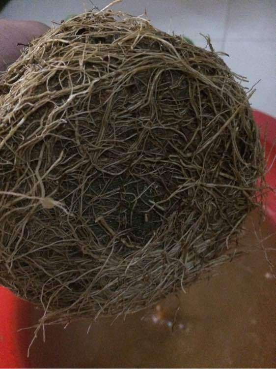 达摩栀子花下山桩怎么换盆的方法 图片