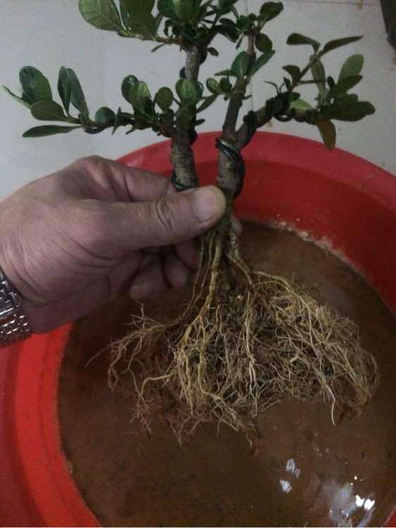 达摩栀子花下山桩怎么换盆的方法 图片