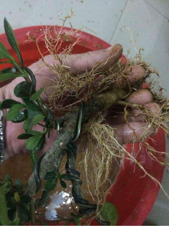 达摩栀子花下山桩怎么换盆的方法 图片