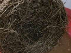 达摩栀子花下山桩怎么换盆的方法 图片