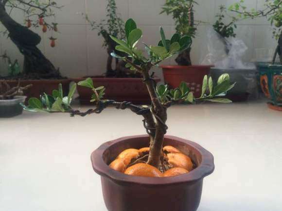 如此操作栀子下山桩 危险性极高 图片