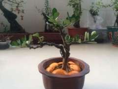 如此操作栀子下山桩 危险性极高 图片