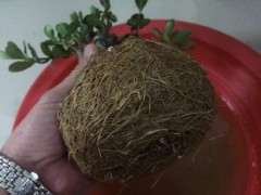 栀子下山桩什么异常才决定要动根了