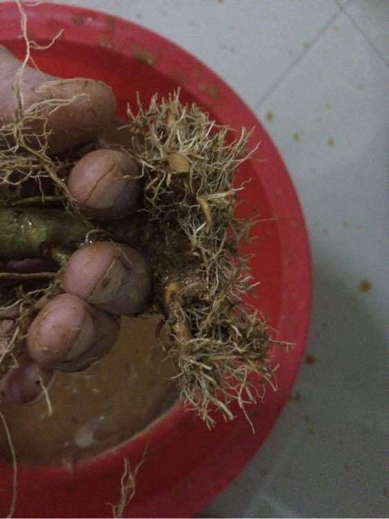 处理栀子花下山桩的3个方法 图片