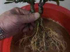 栀子下山桩需不需要套个袋 图片