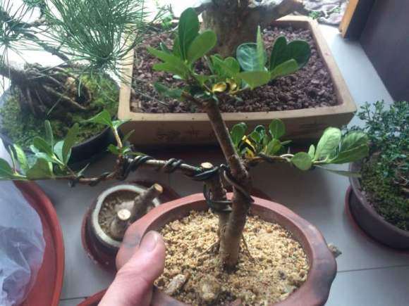 为什么这个季节栀子下山桩全用粗沙