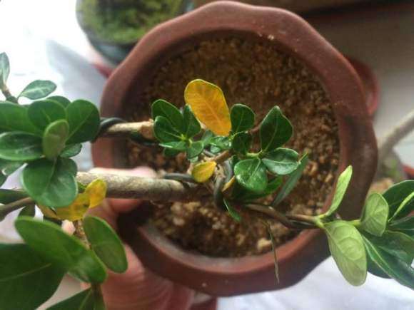 为什么这个季节栀子下山桩全用粗沙