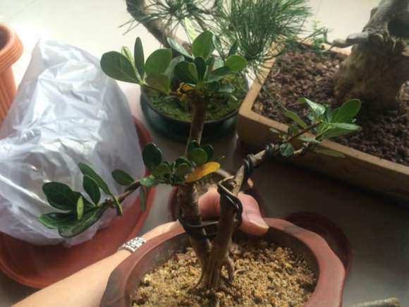 为什么这个季节栀子下山桩全用粗沙