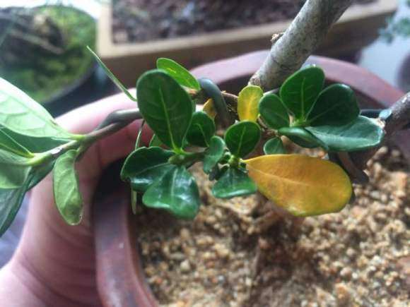 为什么这个季节栀子下山桩全用粗沙