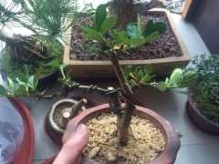 为什么这个季节栀子下山桩全用粗沙