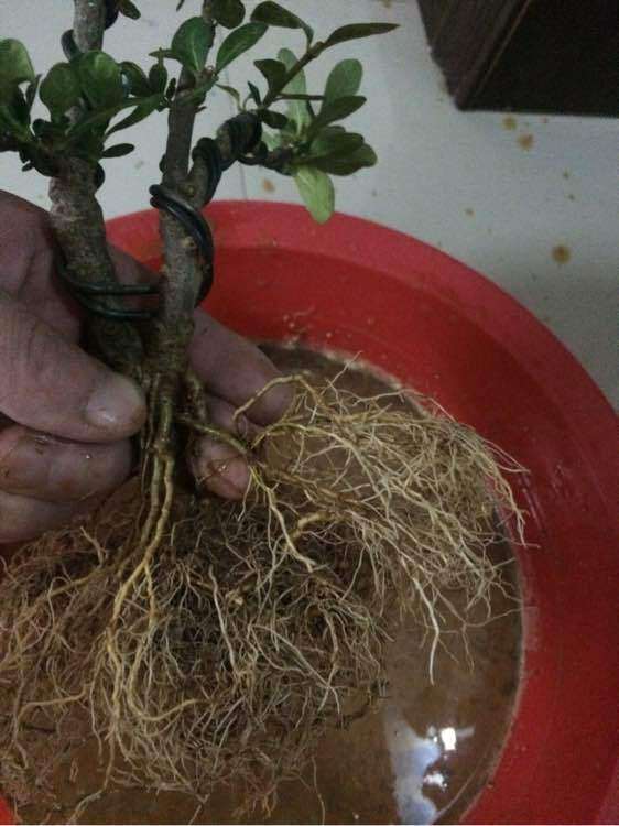 怎么样用水泡铁浇栀子下山桩 图片